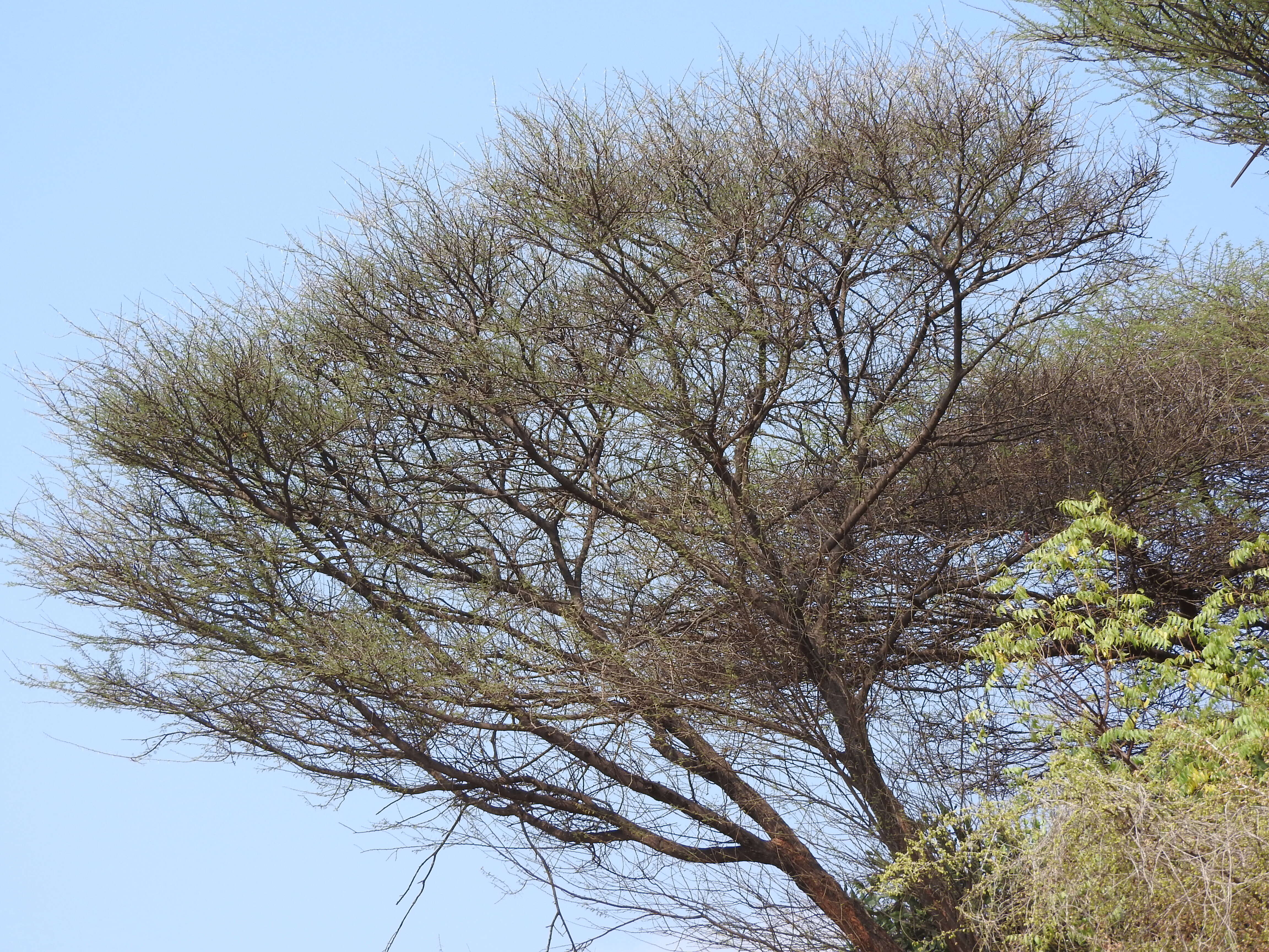 Plancia ëd Vachellia nilotica