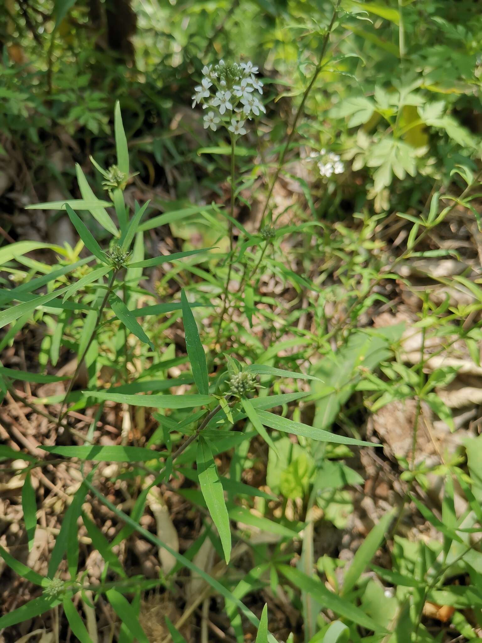 Image of Lysimachia pentapetala Bunge