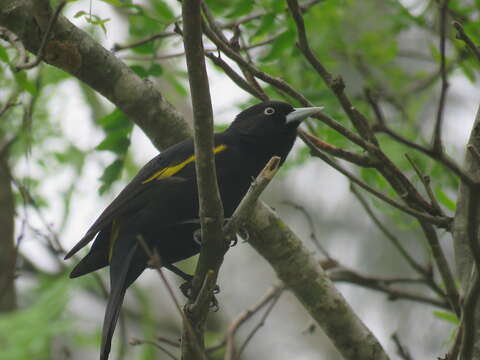 Image of Golden-winged Cacique