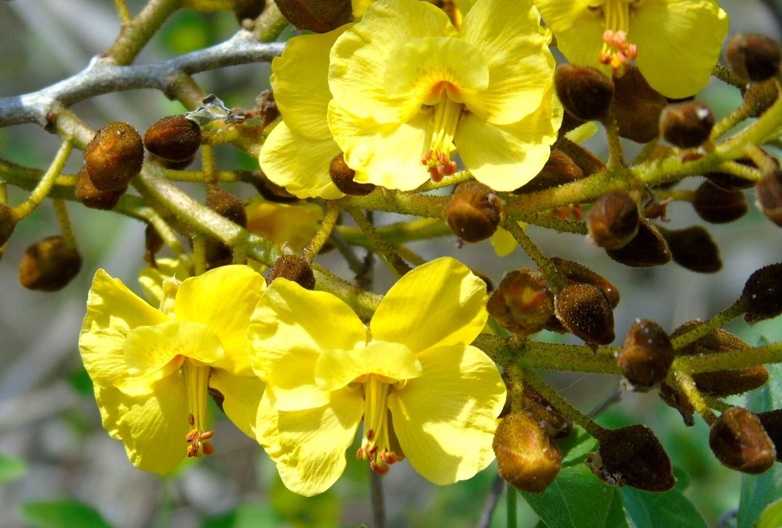 Image of <i>Cenostigma eriostachys</i>