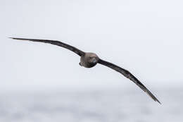 Image of Great-winged Petrel