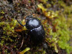 Image of Phelotrupes (Eogeotrupes) formosanus (Miwa 1930)