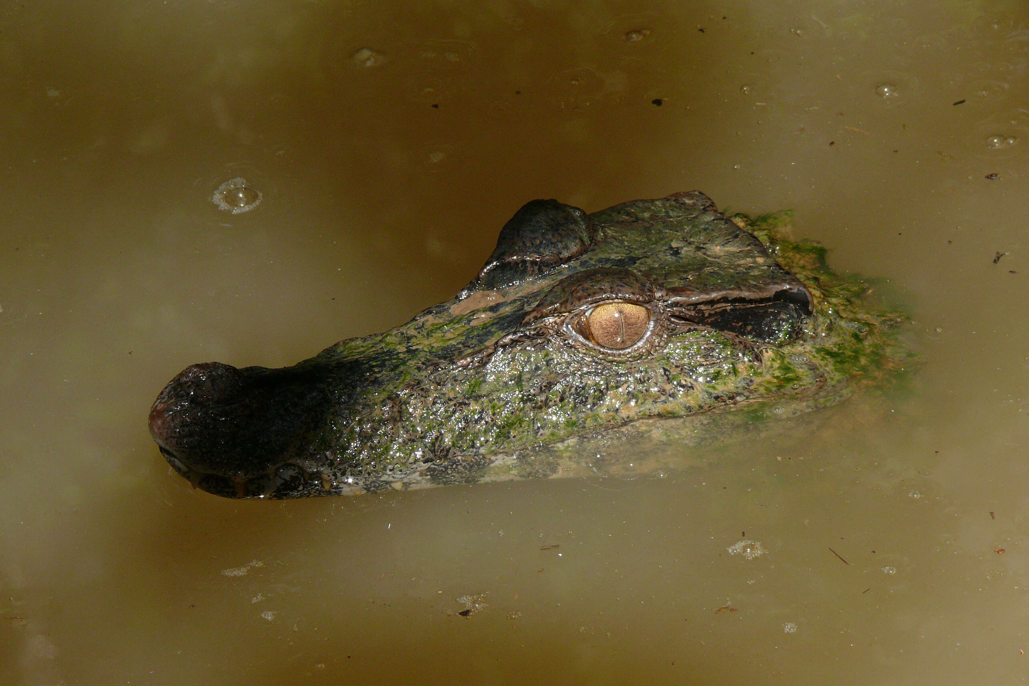 Image of Common Caiman