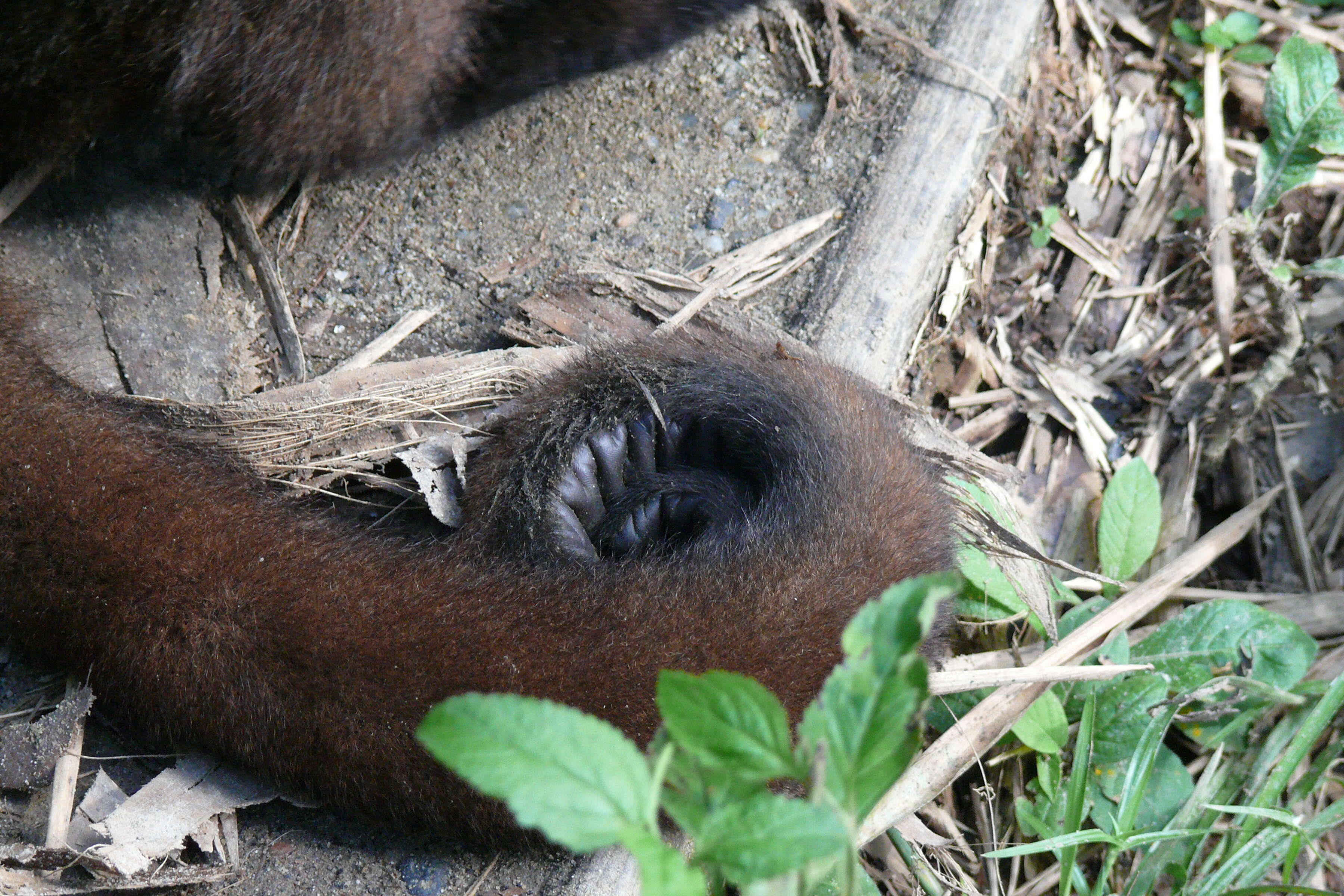 Image of Poeppig's Woolly Monkey