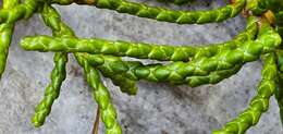 Image of Veronica hectorii subsp. coarctata (Cheesem.) Garn.-Jones