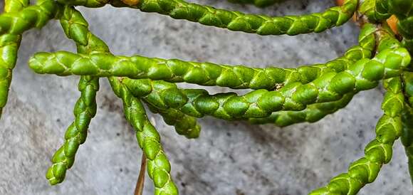 Image of Veronica hectorii subsp. coarctata (Cheesem.) Garn.-Jones