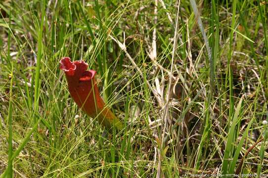 Image of pitcherplant