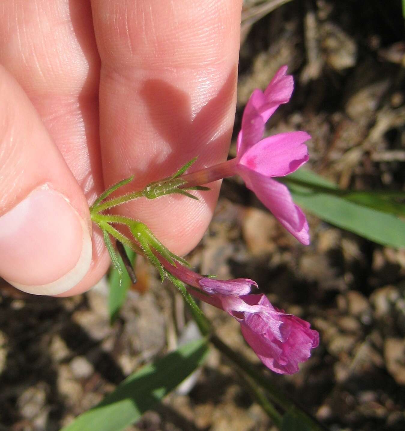 Image of Texas trailing phlox