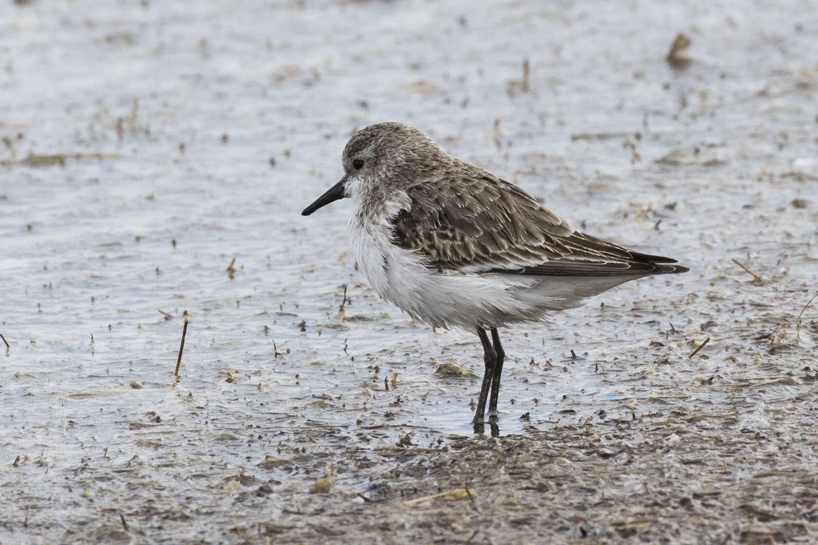 Image of Little Stint