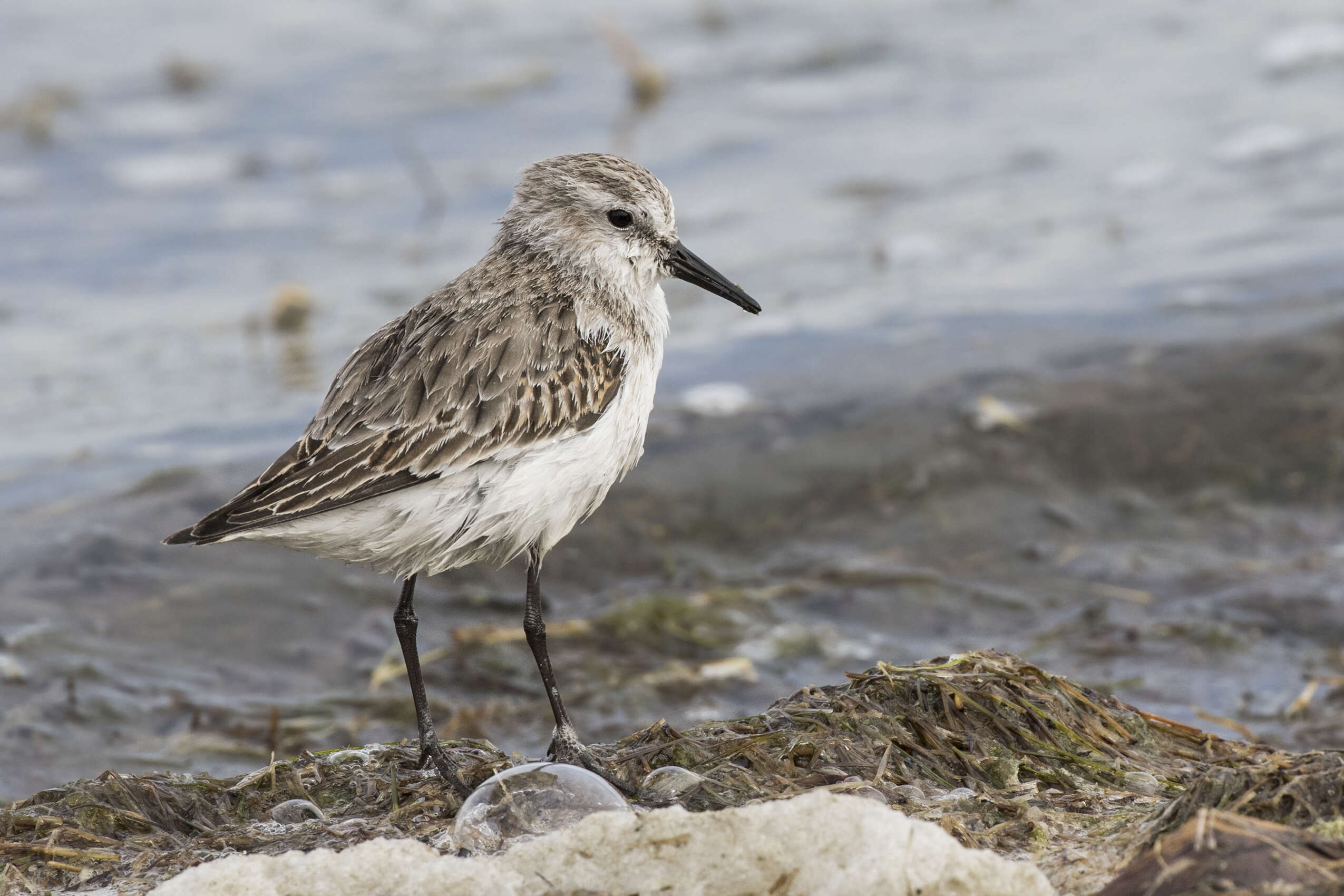 Imagem de Calidris minuta (Leisler 1812)