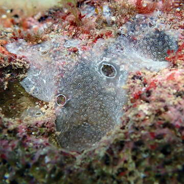 Image of Diplosoma spongiforme (Giard 1872)