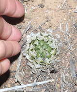 Image of Haworthia decipiens Poelln.