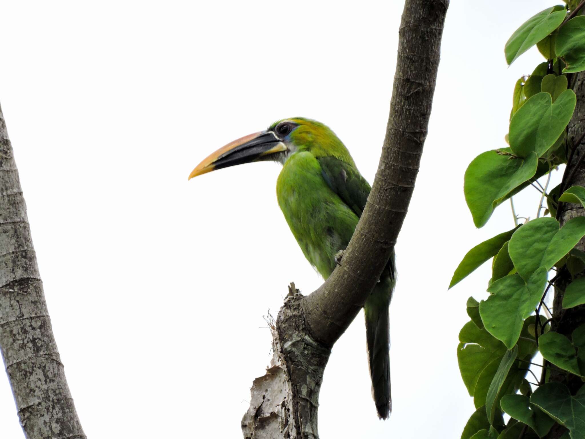 Image of Groove-billed Toucanet