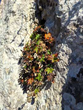 Image of Potentilla alchimilloides Lapeyr.