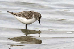 Image of Little Stint