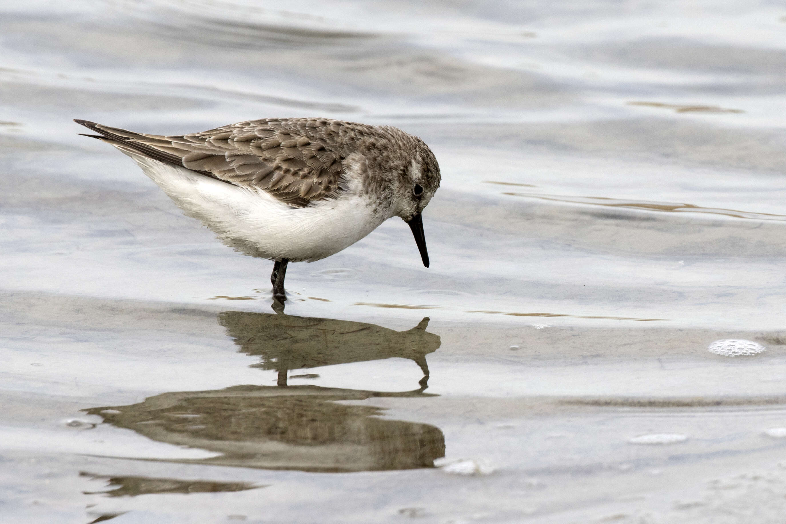 Image of Little Stint