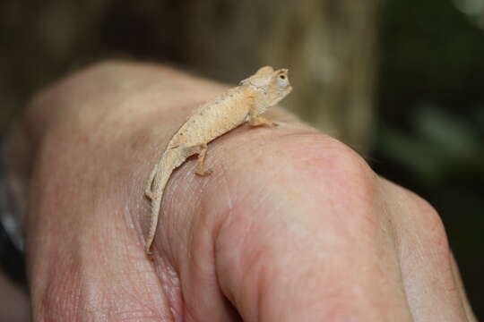 Brookesia stumpffi Boettger 1894的圖片