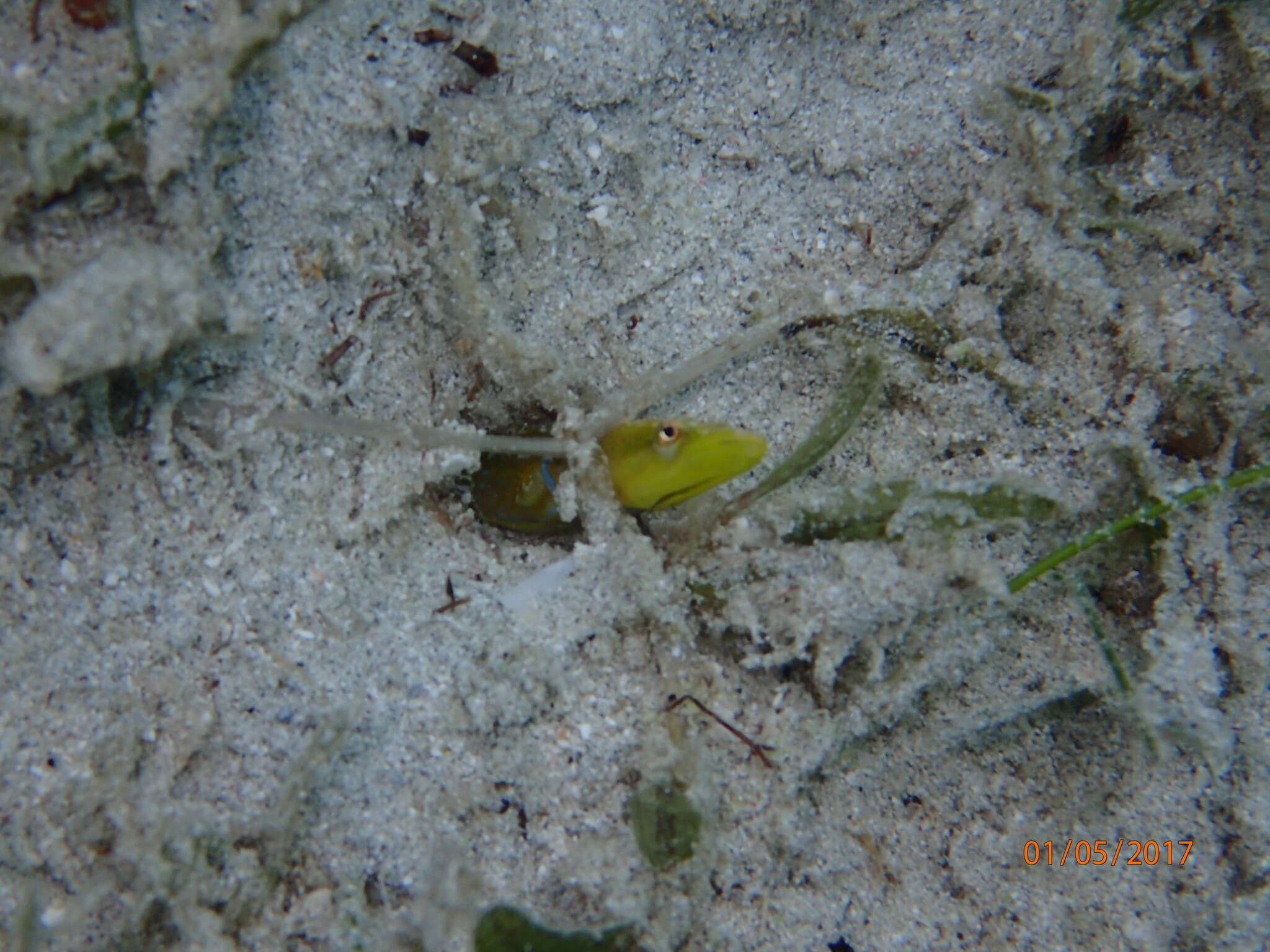 Image of Bluethroat Pikeblenny