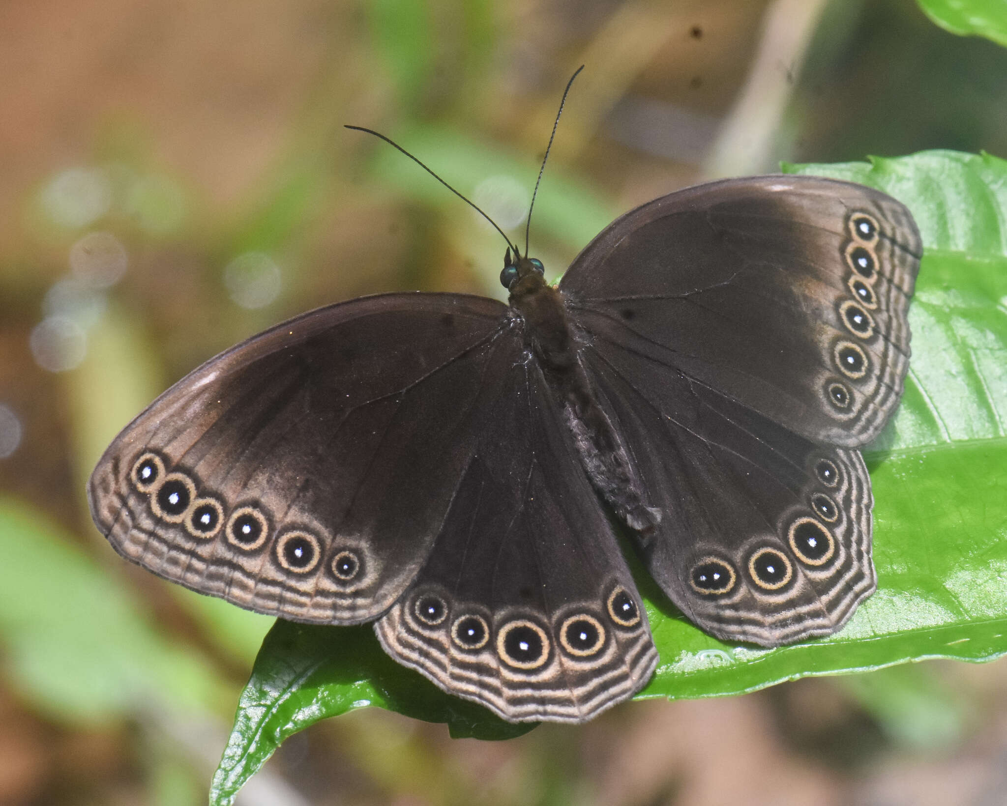 Imagem de Ethope himachala Moore 1857