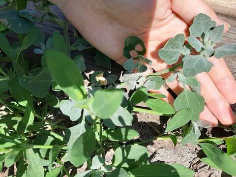 Plancia ëd Chenopodium prostratum Bunge ex Herder