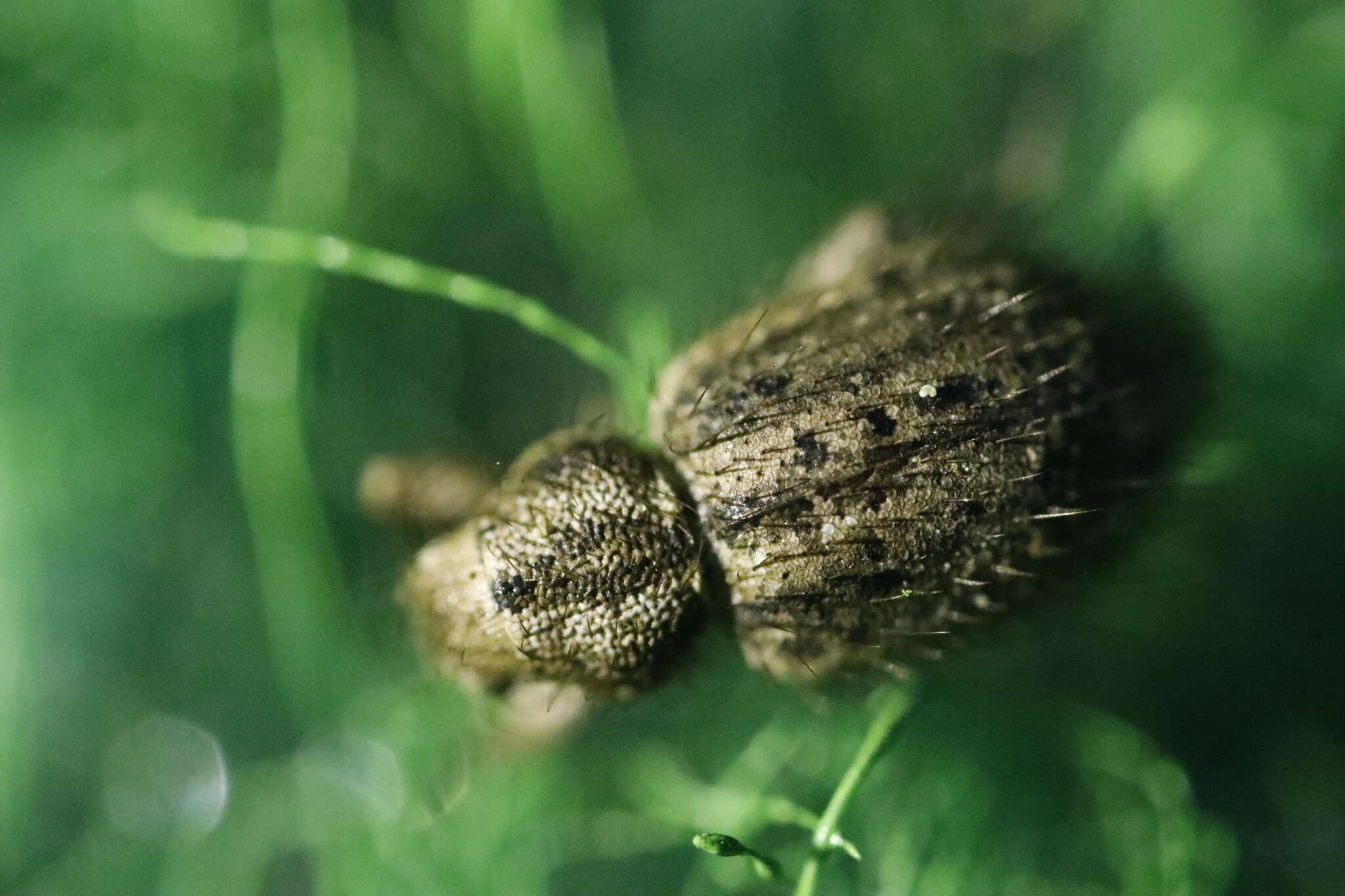 Image of Cycloderes (Cycloderes) pilosulus (Herbst 1795)