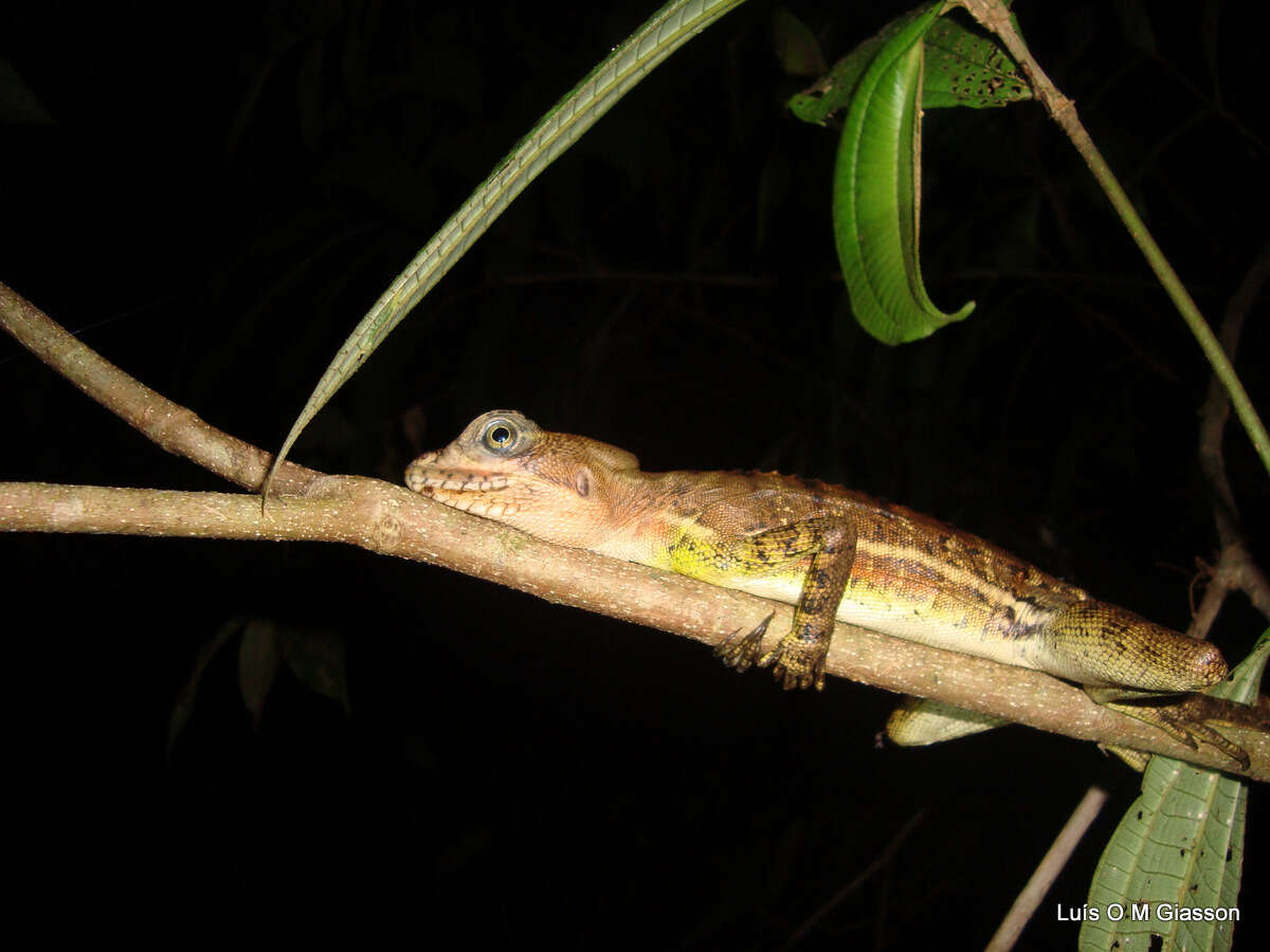 Image of Western basilisk