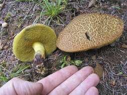 Cyanoboletus rainisiae (Bessette & O. K. Mill.) Gelardi, Vizzini & Simonini 2014 resmi