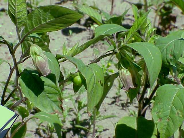 Image of Deadly Nightshade