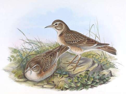 Image of Tibetan Lark