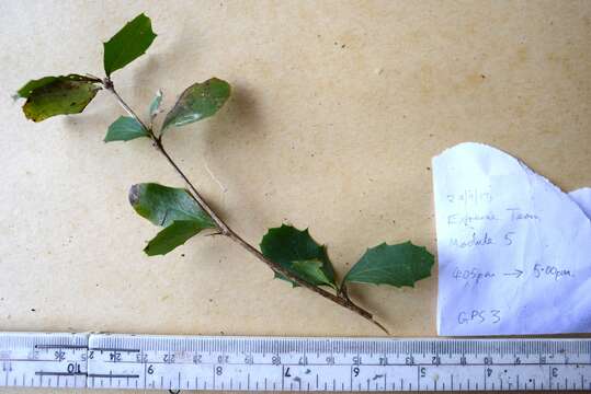 Image of Berberis glaucocarpa Stapf