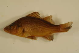 Image of White Perch