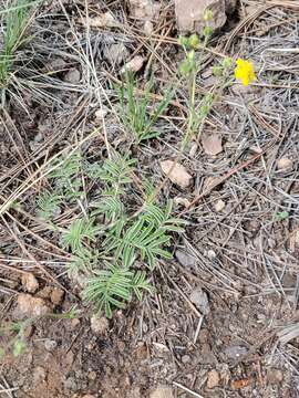 Image de Potentilla crinita A. Gray