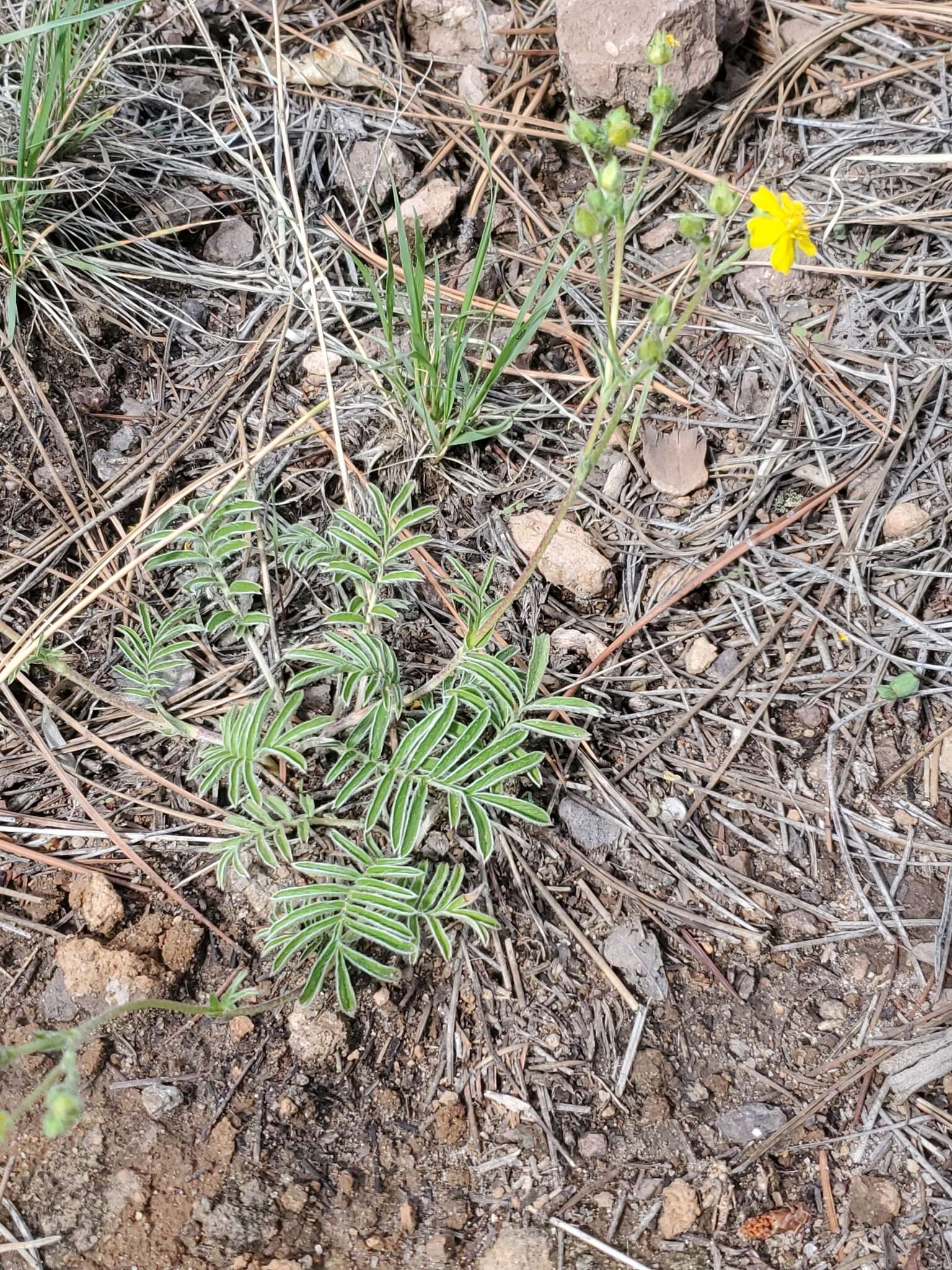 Potentilla crinita A. Gray resmi