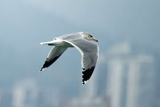 Imagem de Larus californicus albertaensis Jehl 1987