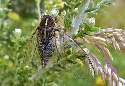 Image of tussock cicada