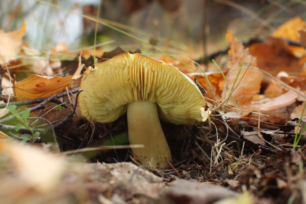 Image of Tricholoma frondosae Kalamees & Shchukin 2001