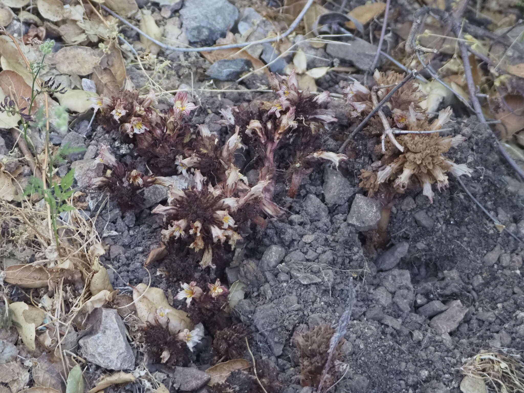 Image of hillside broomrape