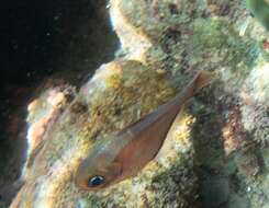 Image of Copper sweeper