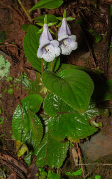 Image of Sinningia eumorpha H. E. Moore