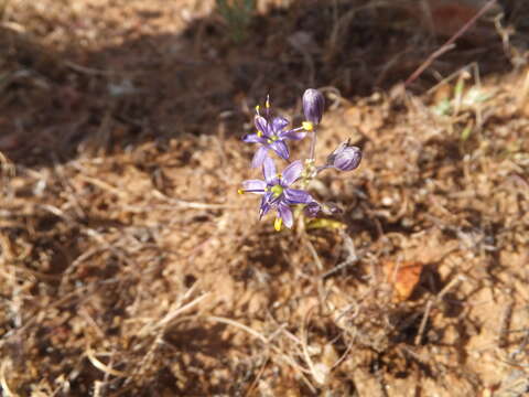 Imagem de Hooveria purpurea