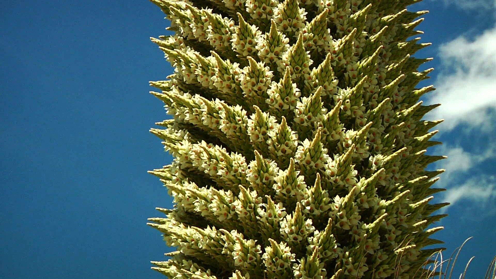 Image de Puya raimondii Harms