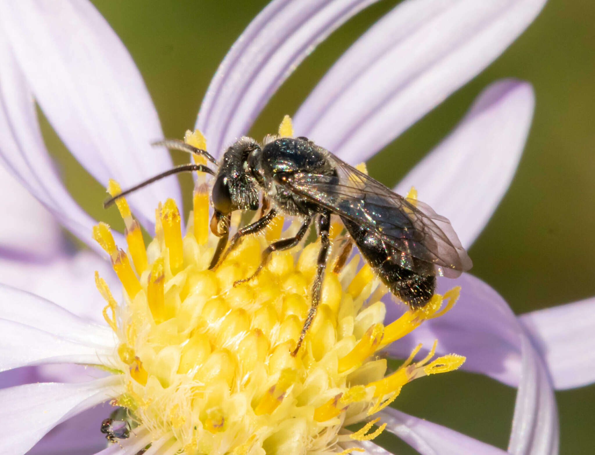 Plancia ëd Lasioglossum pectinatum (Robertson 1890)