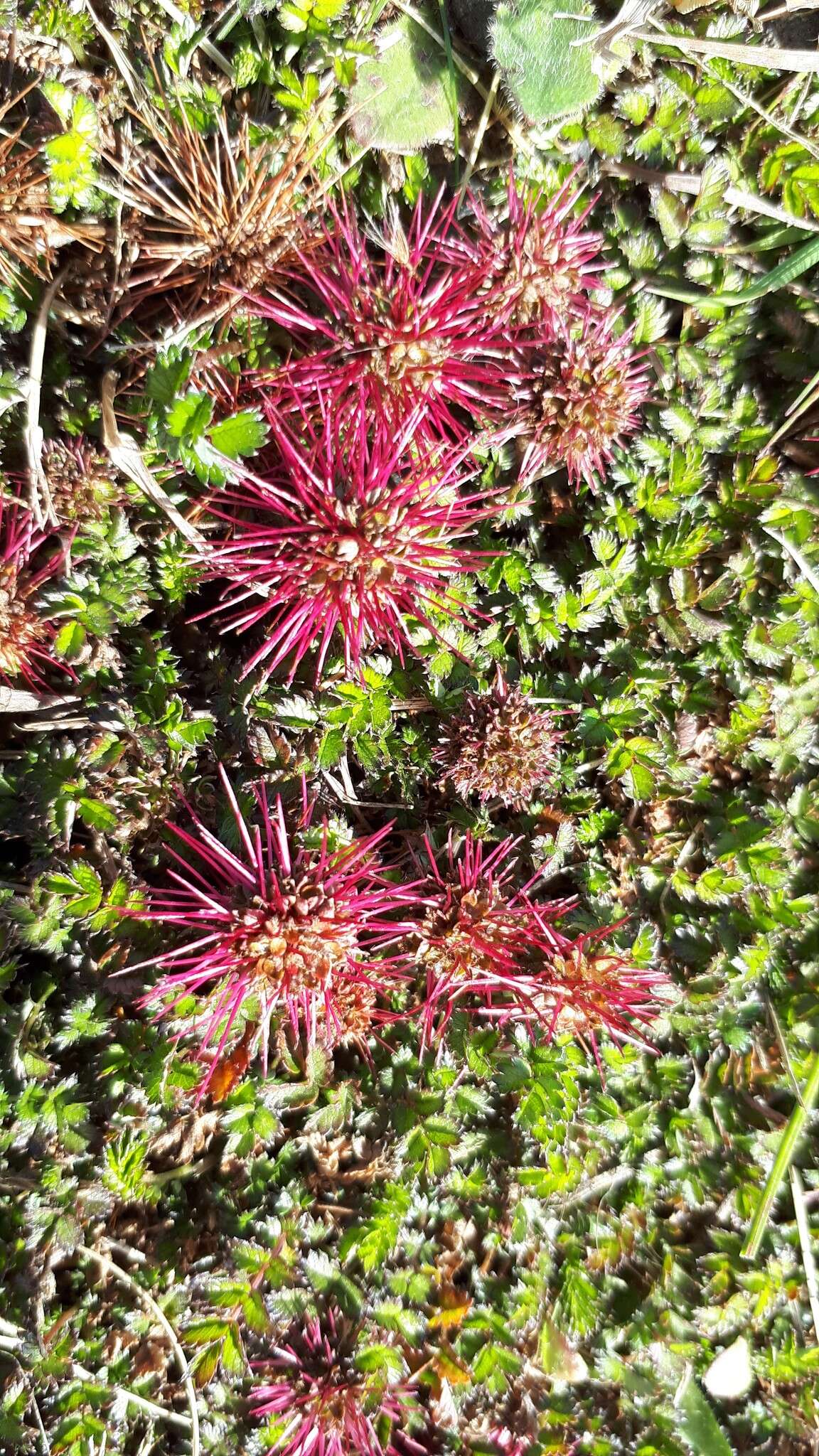 Image of Acaena microphylla Hook. fil.