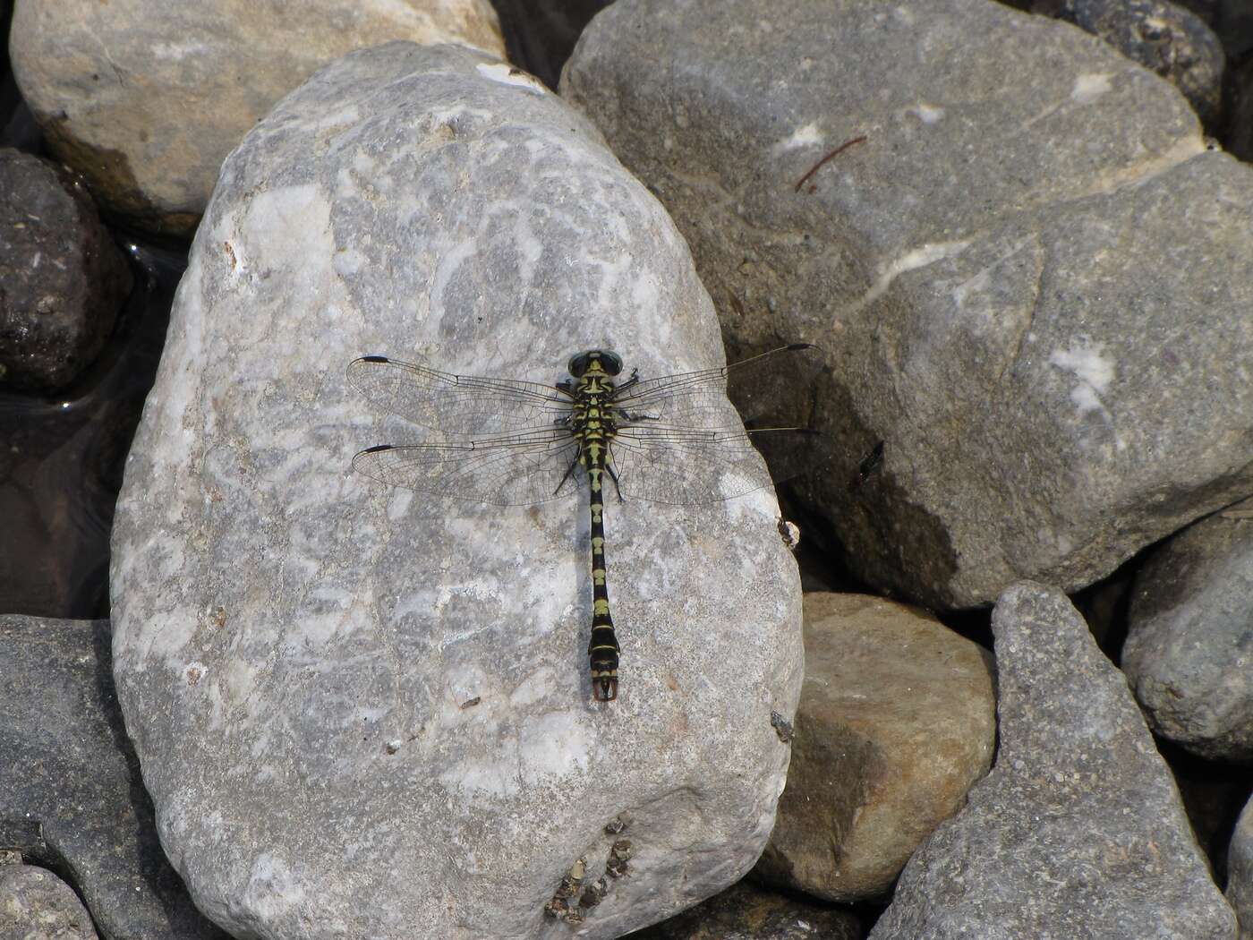 Image of Green-eyed Hooktail