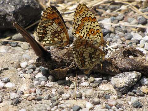 Image of Melitaea aurelia