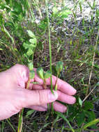 Image of Prairie pleatleaf