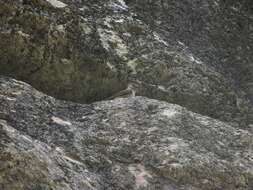 Image of Eurasian Crag Martin
