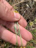 Image of Pimelea curviflora var. sericea Benth.