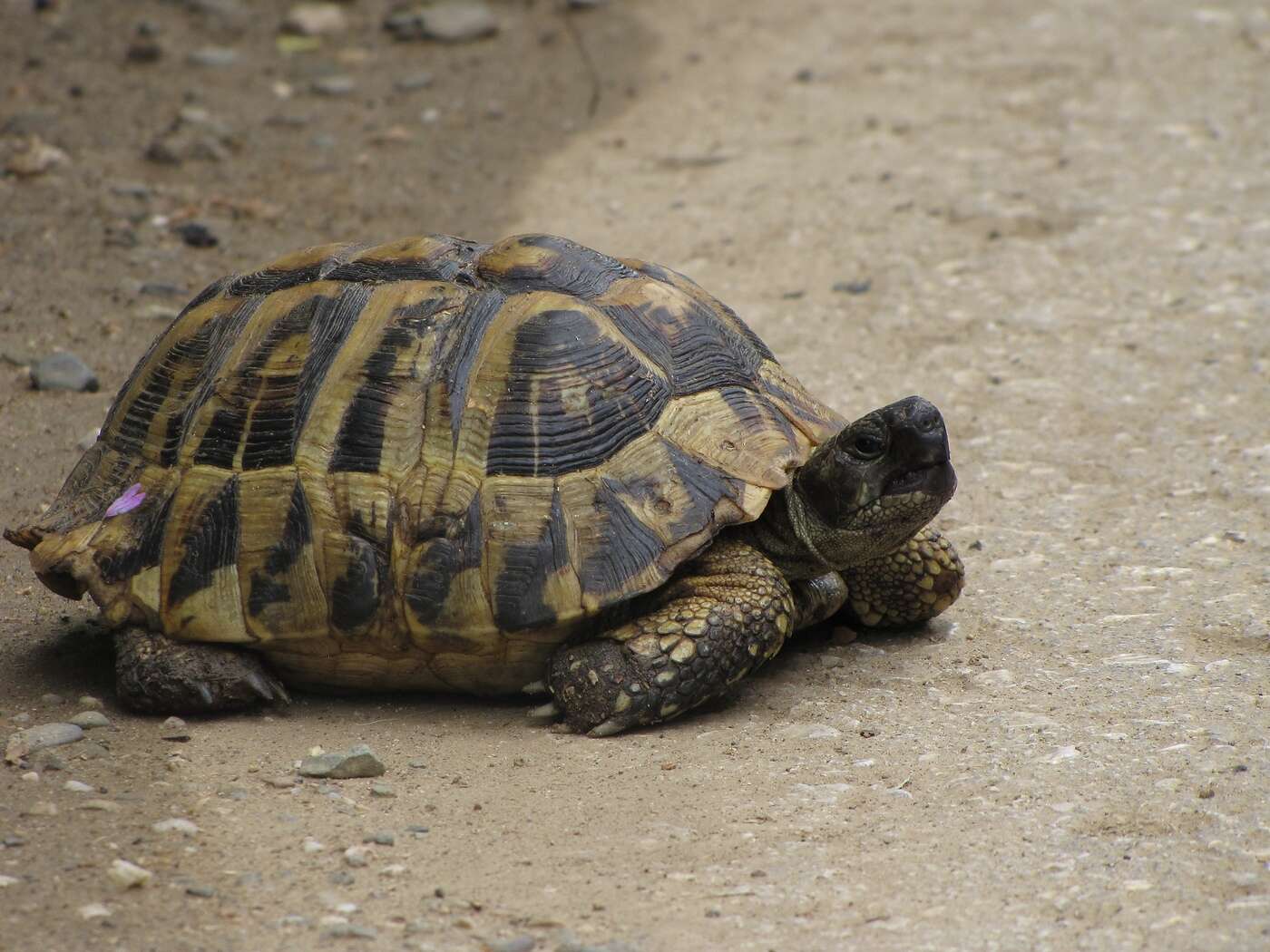 Image of Hermann's Tortoise