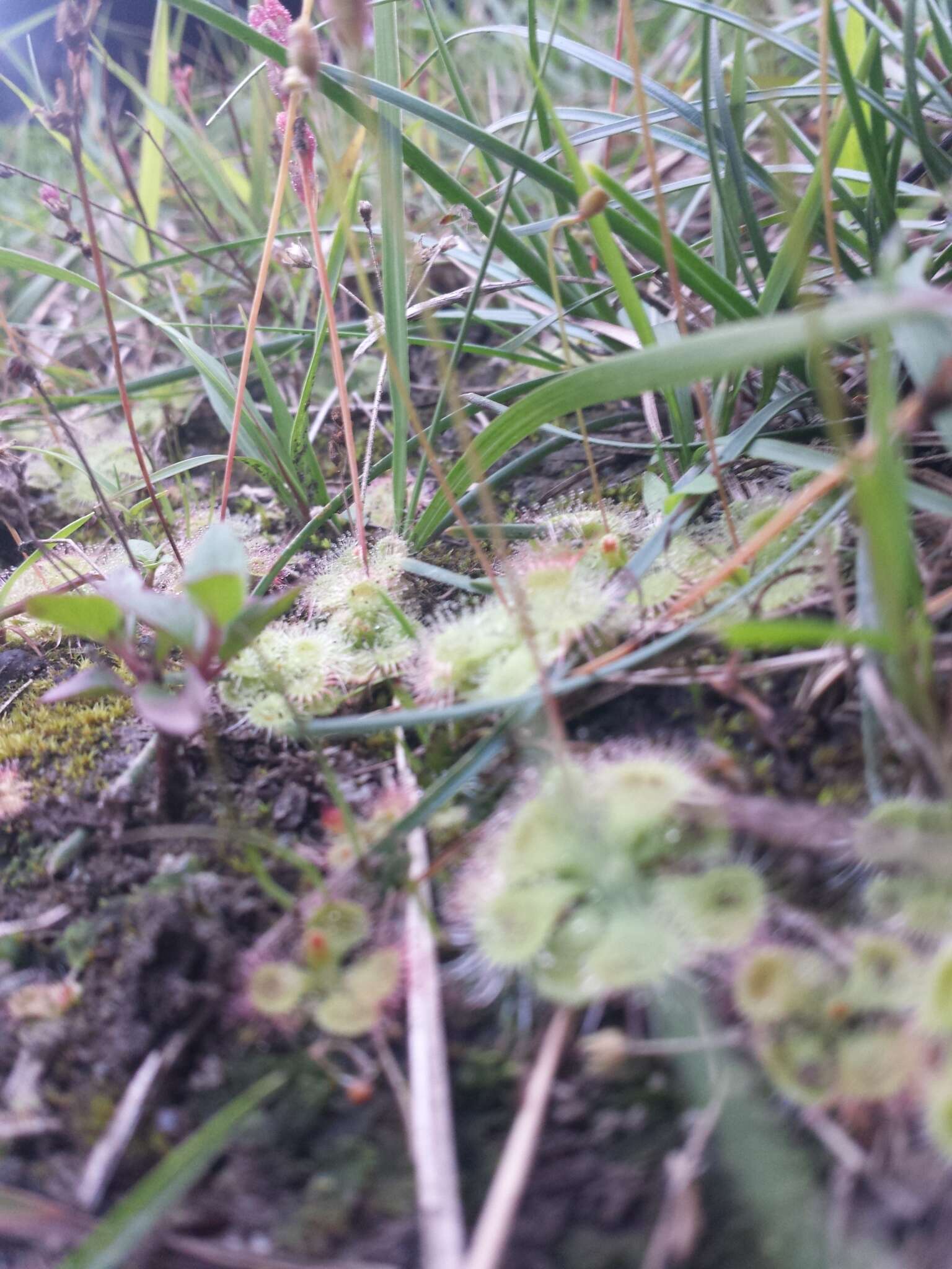 Image of <i>Drosera burmanni</i>